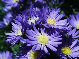 Aster: The Breakthrough Set to Reshape Our Digital Future