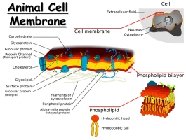 Plasma Explained: The Liquid Gold in Your Veins & The Science of Donating It